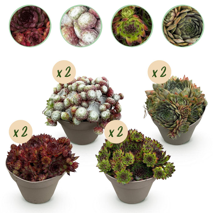 Bodembedekker - Winterhard -Sempervivum Big Sam - 8 Planten - Diversen kleuren - Weinig Onderhoud - Pot 14 Hoogte 17