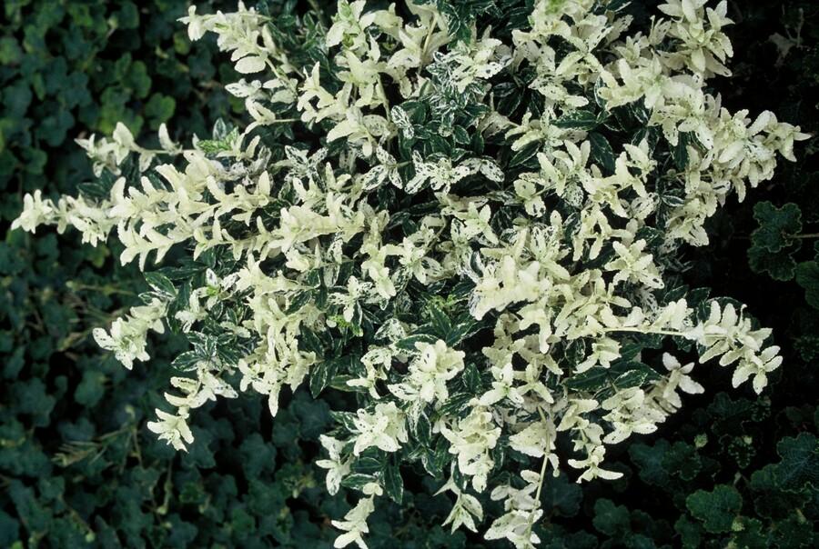 Euonymus fortunei 'Harlequin' - Japanse Kardinaalsmuts - ↕10-25cm - Ø9cm - 6x
