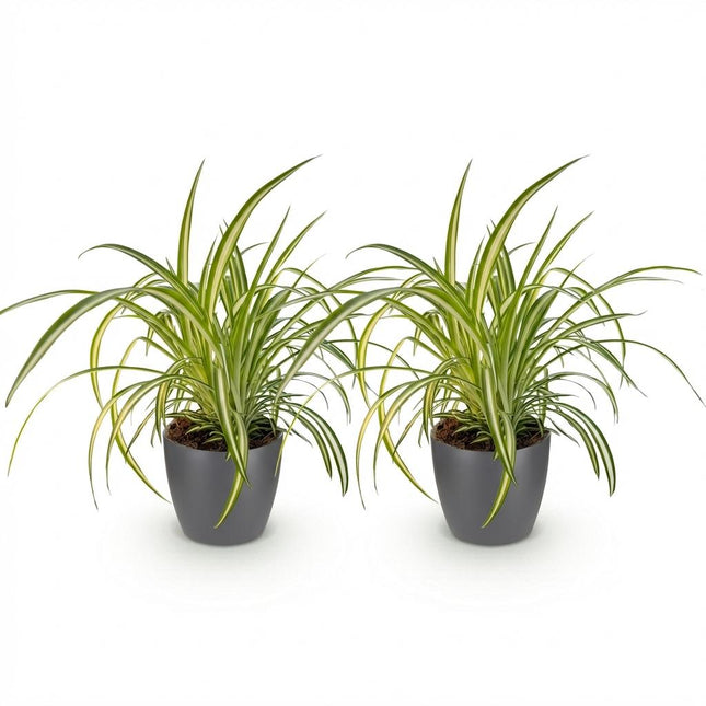 Chlorophytum comosum Variegatum - Bonte Graslelie - met grijze plantenpotten - ↕20cm - Ø12cm - 2x