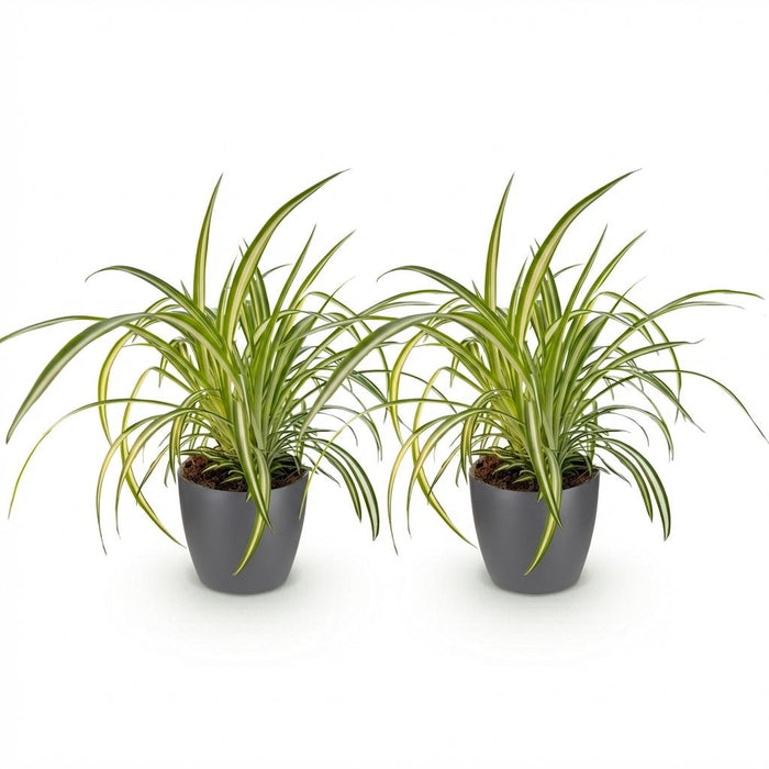 Chlorophytum comosum Variegatum - Bonte Graslelie - met grijze plantenpotten - ↕20cm - Ø12cm - 2x