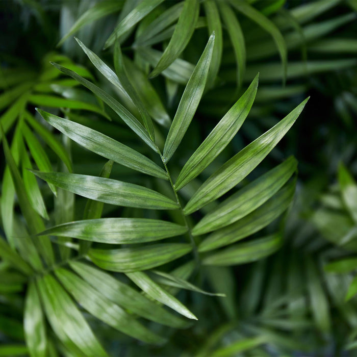 Chamaedorea elegans - Goudpalm - met Mand - ↕15cm - Ø12cm