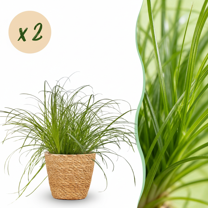 Cyperus alternifolius Zumula - Kattengras - met Mand - ↕20cm - Ø12cm - 2x