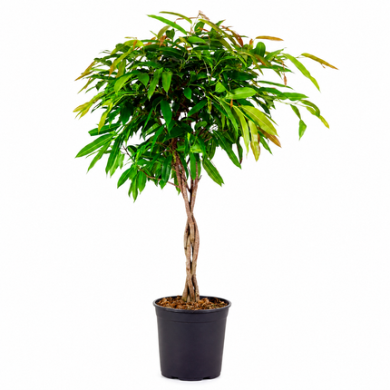 Ficus Amstel King op gevlochten stam - 130cm