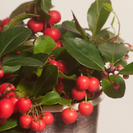 Gaultheria procumbens 'Big Berry' - Kerstplant - ↕15-20cm - Ø12cm - 6x
