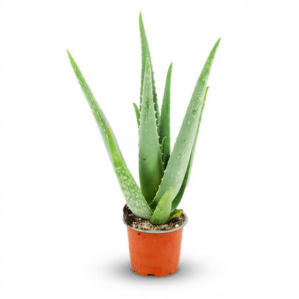 Aloe Vera - ↕35-40cm - Ø10.5cm