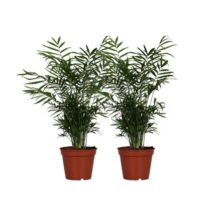 Chamaedorea Elegans - Mexican Mountain Palm - ↕55cm - Ø17cm - 2x