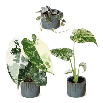Baby Planten Variegata Mix - Diversen 3x - Tropisch - incl. Linnea Misty Blue - Ø6cm - ↕10-15cm
