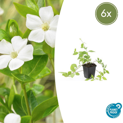 Vinca major 'Alba' - Grote Maagdenpalm - ↕10-25cm - Ø9cm - 6x