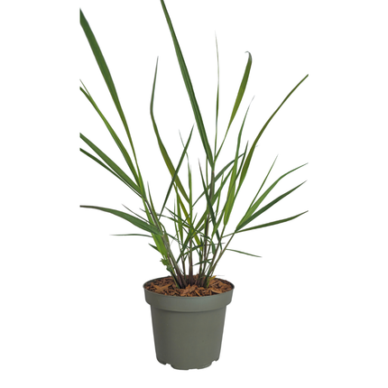 Panicum virgatum ‘Rotstrahlbusch’ – Vingergras - Ø12cm - 6x