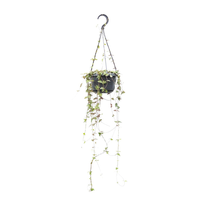 Ceropegia Linearis Remy - Lantaarnplant - Ø14cm - ↕38cm