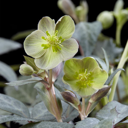 Lenten Rose - Helleborus sternii Silver Dollar - Green Flower - ↕35cm - Ø14cm - 2x