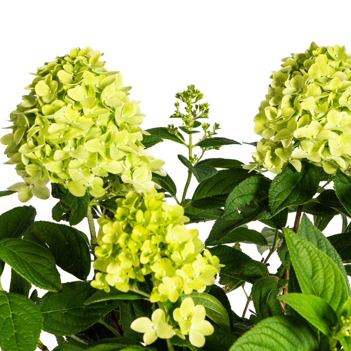 Hydrangea Paniculata Limelight Ø19cm - ↕40 - 60cm