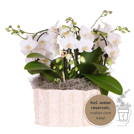 Kolibri Orchids | Witte Jungle Bouquet Niagara Fall in Oyster Dish