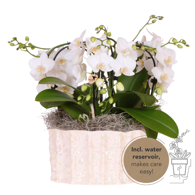 Kolibri Orchids | White Jungle Bouquet Niagara Fall i Oyster-skål