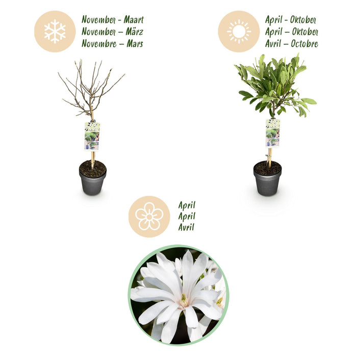 Magnolia stellata -Terras Plant - Bladverliezend - Winterhard - Witte Bloem - Pot 19cm Hoogte 90cm