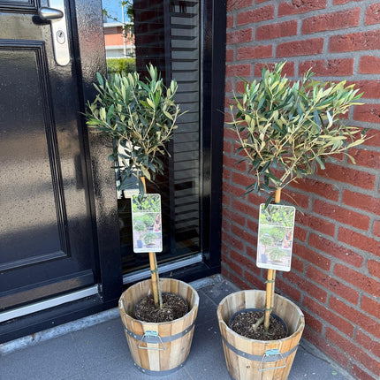 Olea Europaea – Olivenbaum – ↕90 cm – Ø19 cm