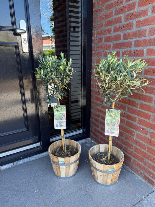 Tuinplant - Olea Europaea - Plant op stam - Terras Plant - Bladhoudend - Weinig Onderhoud - Pot 19cm Hoogte 90cm