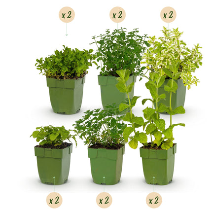 Borderpakket - Theekruiden - Diversen - Soorten en kleuren - 12 Planten - Pot 11cm - Hoogte 15-25cm