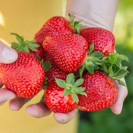 Erdbeerpflanzen – Fragaria maxim – Winterhart – 6 Pflanzen – 9-cm-Topf – Rote Erdbeere