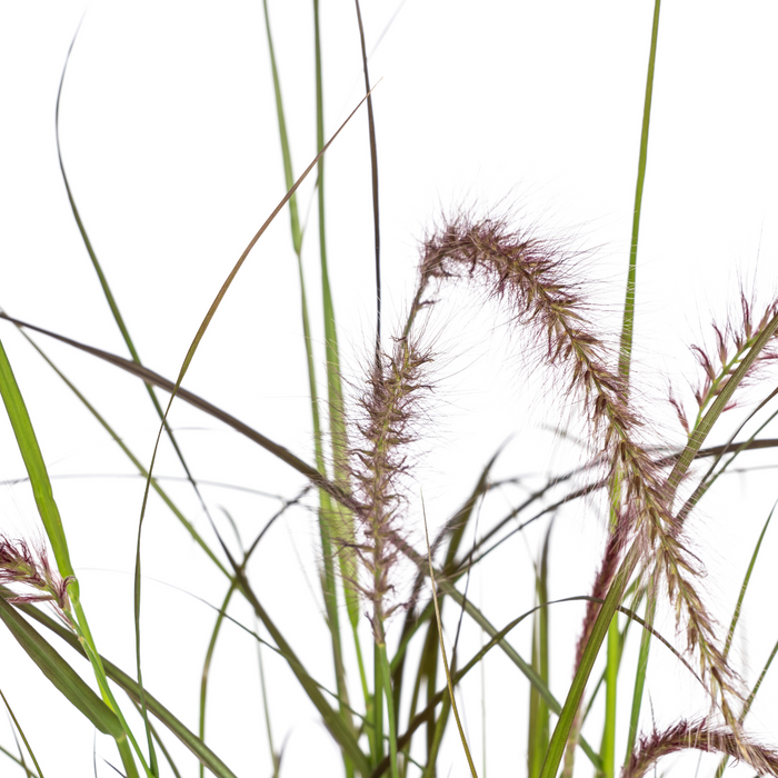 Pennisetum x advena Rubrum - ↕50-60cm - Ø13cm - 4x