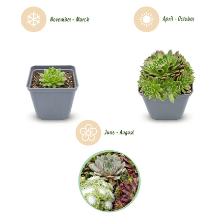 Sempervivum Big Sam - Ø7cm - ↕10-12cm - 6x