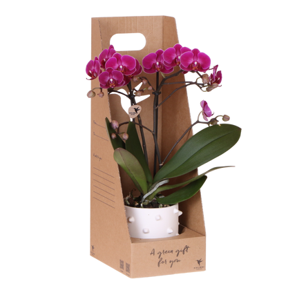 Kolibri Orchids | Paarse Phalaenopsis Orchidee - Mineral Morelia in Spike Sierpot Wit met Giftbox - Ø9 cm