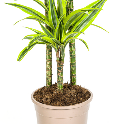 Dracaena Deremensis Lemon Lime met mand - ↕130-150cm - Ø24cm