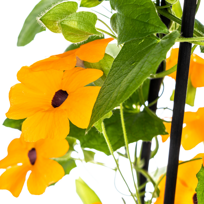 Suzanne met de Mooie Ogen - Thunbergia alata Sunny Susy New Orange - ↕60cm - Ø13cm - 4x