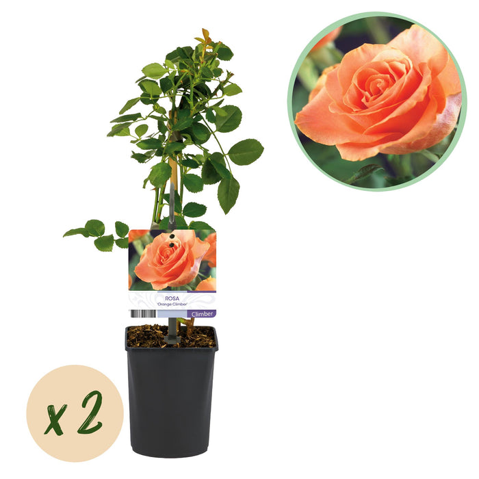 Klimroos - Rosa Orange Climber - Bloem Oranje - Weinig onderhoud - 2 planten - Pot 11cm Hoogte 40cm