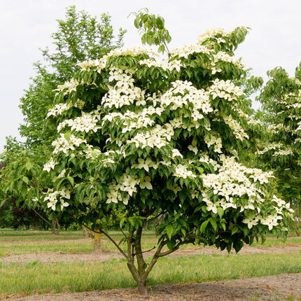 Cornus kousa chinensis - Bloem Wit - ↕35cm - Ø12cm - 3x
