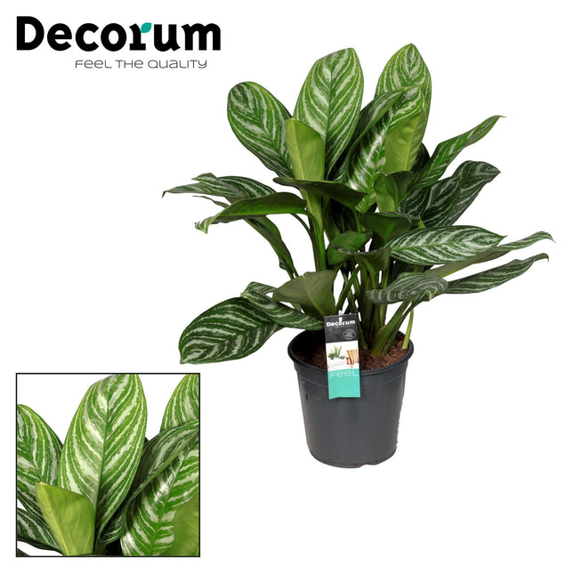 Aglaonema-Streifen – ↕80 cm – Ø21 cm