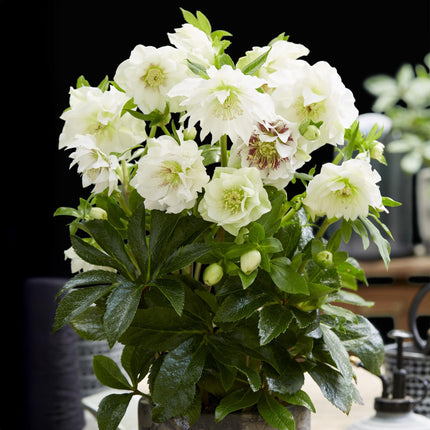 Hellébore d'Orient 'Double Ellen White' - Fleur blanche - 2 plants - Persistant - Pot de 14 cm - Hauteur 35 cm