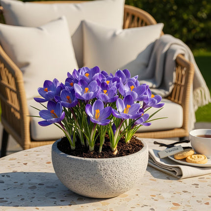 Flower bulbs - Crocus Blue - Color Blue - 30 pieces - Bulb size 7/8 - XXL Pack