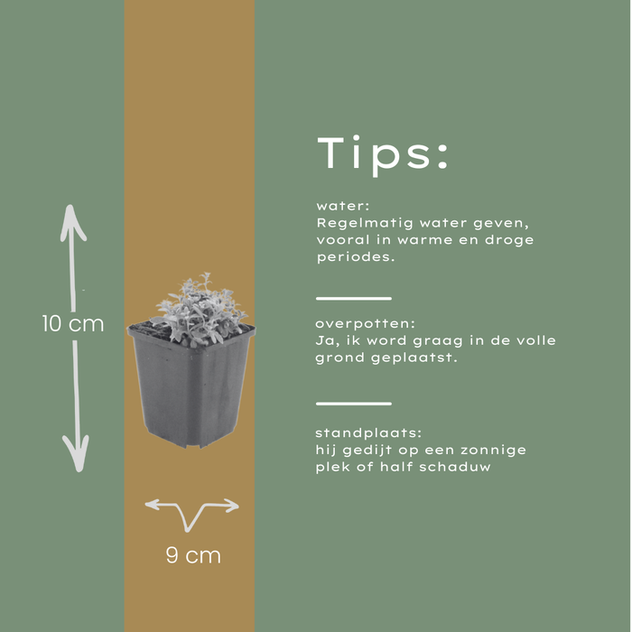48x Cerastium tomentosum - ↕10-25cm - Ø9cm
