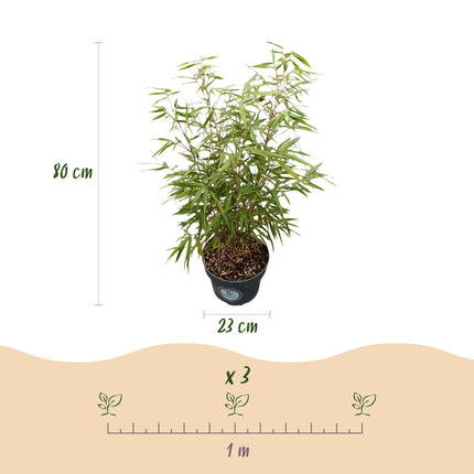 Fargesia scabrida Asian Wonder - Niet Woekerende Bamboe - ↕80cm - Ø23cm