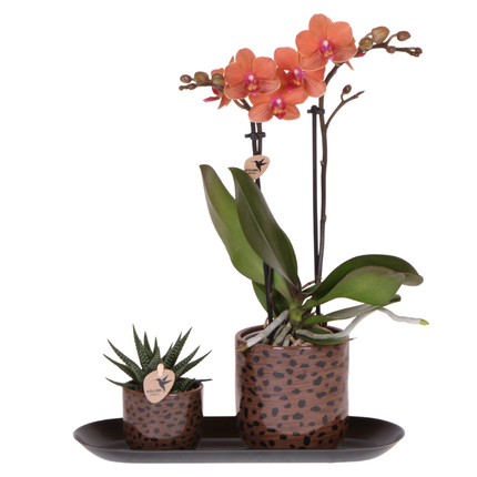 Kolibri Orchids | Geschenkset Leopard | Bolzano Orchidee Orange Ø9cm + Grünpflanze Ø6cm – inkl. Leoparden-Ziertöpfe & schwarzem Tablett