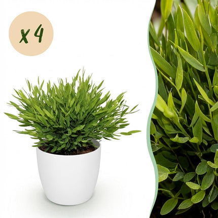 Bamusa Pogonatherum Monica - Bamboegras - met witte plantenpotten - ↕20cm - Ø12cm - 4x