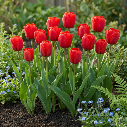 30x Tulipa Triumph Red - Bloembollen - Triomftulp - Rood - Voorjaarsbloeier - Bolmaat 11/12