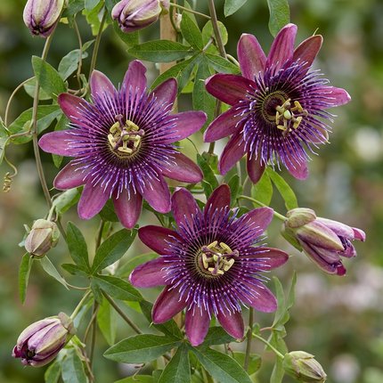 Passiflora Victoria - Passiflora Victoria 6x - Rood - Roze - Klimplant - Ø9cm - ↕35cm