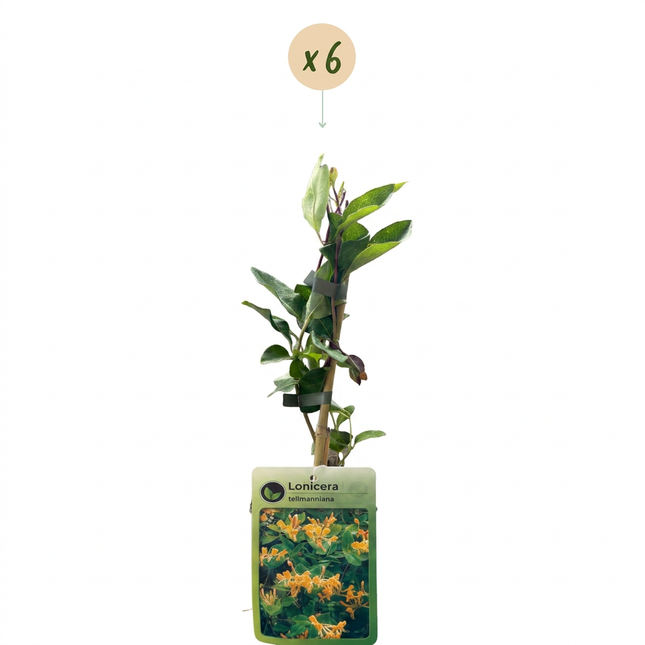 Lonicera tellmanniana - Tellmann-kamperfoelie 6x - Oranje - Geel - Klimplant - Ø9cm - ↕35cm