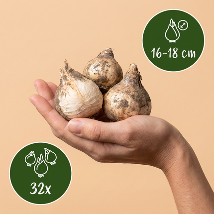 32x Allium Gladiator - Bloembollen - Sierui - Paars - Zomerbloeier - Bolmaat 16/18