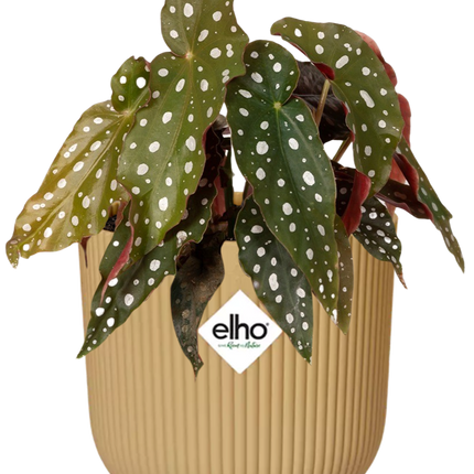 Begonia Maculata + elho Vibes Fold Ø14cm giallo
