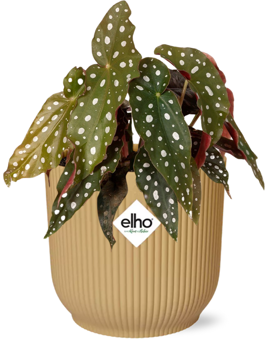 Begonia Maculata + elho Vibes Fold Ø14cm geel