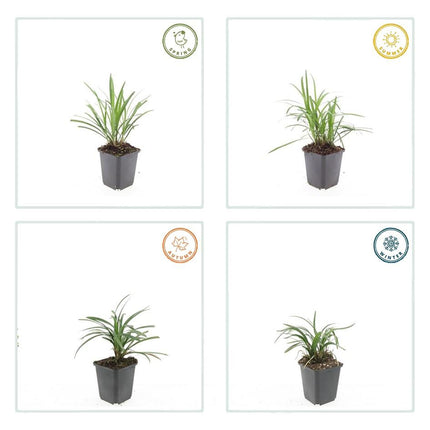 Liriope muscari 'Monroe White' - Leliegras - ↕10-25cm - Ø9cm - 6x