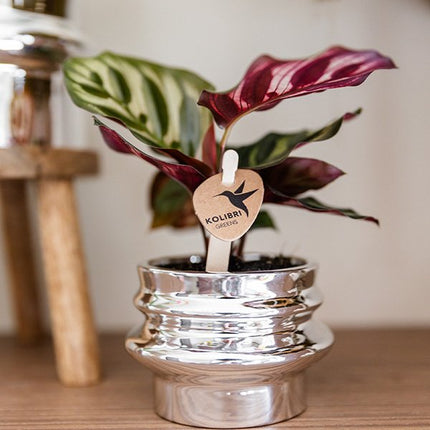 Kolibri Home | Chrome dubbel sierpot - Ø6cm
