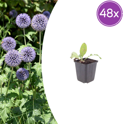 Kogeldistel - Echinops ritro - ↕10-25cm - Ø9cm - 48x