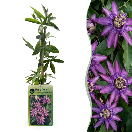 Passiflora Lavendel Dame - Passiflora Lavender Lady 6x - Paars - Klimplant - Ø9cm - ↕35cm