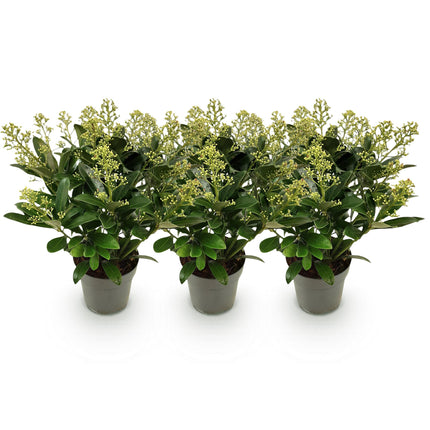 Skimmia Japonica  Finchy - Bloem Wit - 15+ Bloemen - ↕30cm - Ø15cm - 3x