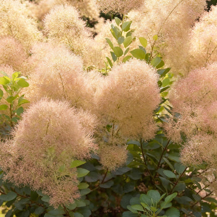 Cotinus coggygria Young Lady - Wig tree - Green - ↕35cm - Ø12cm - 3x