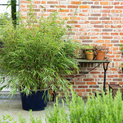 Fargesia scabrida Asian Wonder - Niet Woekerende Bamboe - ↕80cm - Ø23cm - 2x